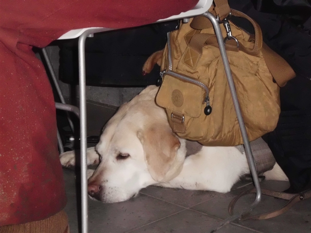 Randonnée pédestre à la Citadelle de Namur, 2014