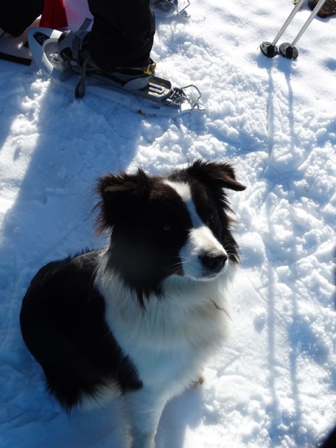 Randonnées raquettes à neige, 2015