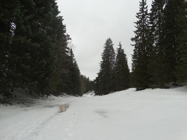 Randonnées raquettes à neige, 2015