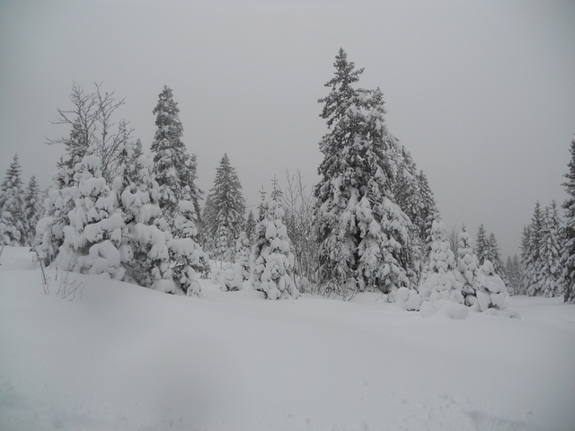 Raquettes à neige 01/2016