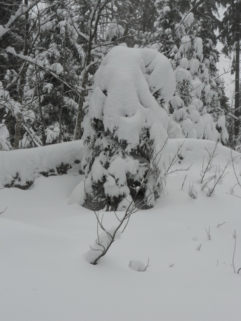 Raquettes à neige 01/2016