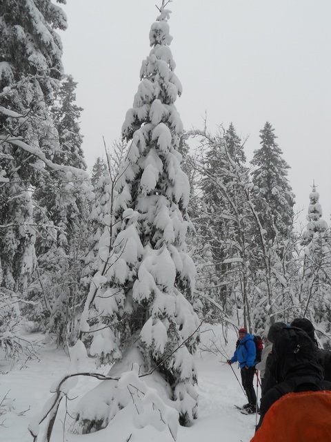 Raquettes à neige 01/2016