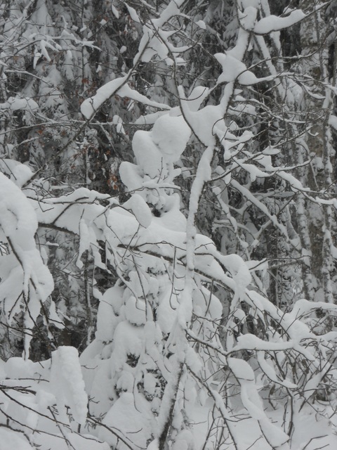 Raquettes à neige 01/2016