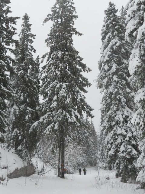 Raquettes à neige 01/2016