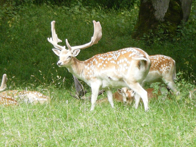 Randonnée tandem à Forrières