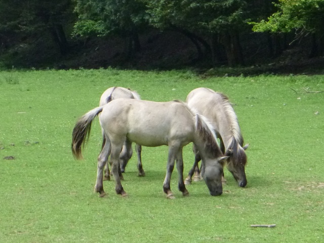 Séjour tandem à Forrières