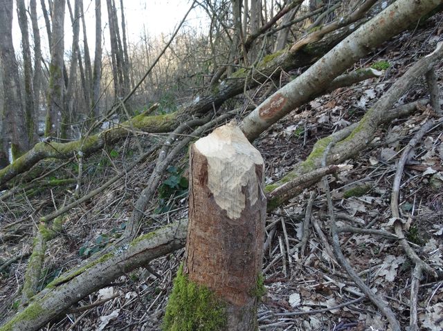 Randonnée pédestre à Chevetogne