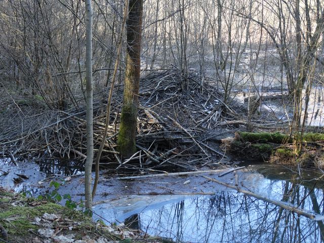 Randonnée pédestre à Chevetogne